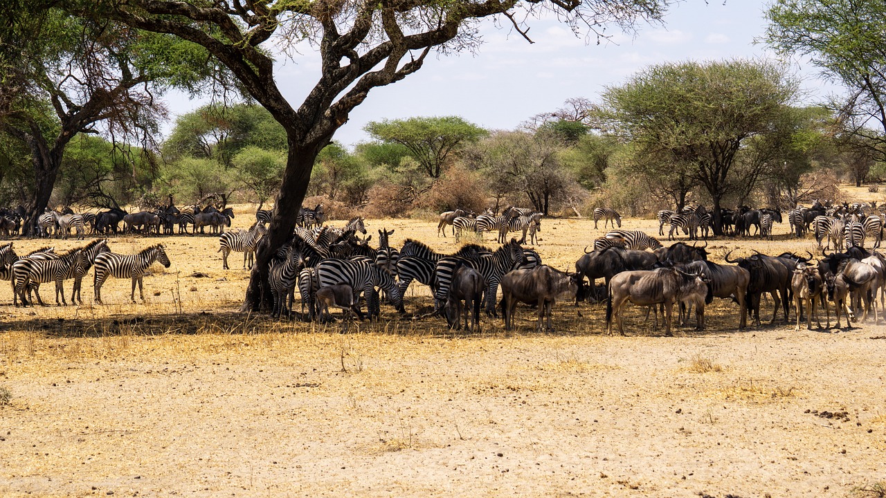 The Great Migration - African Americans in the North